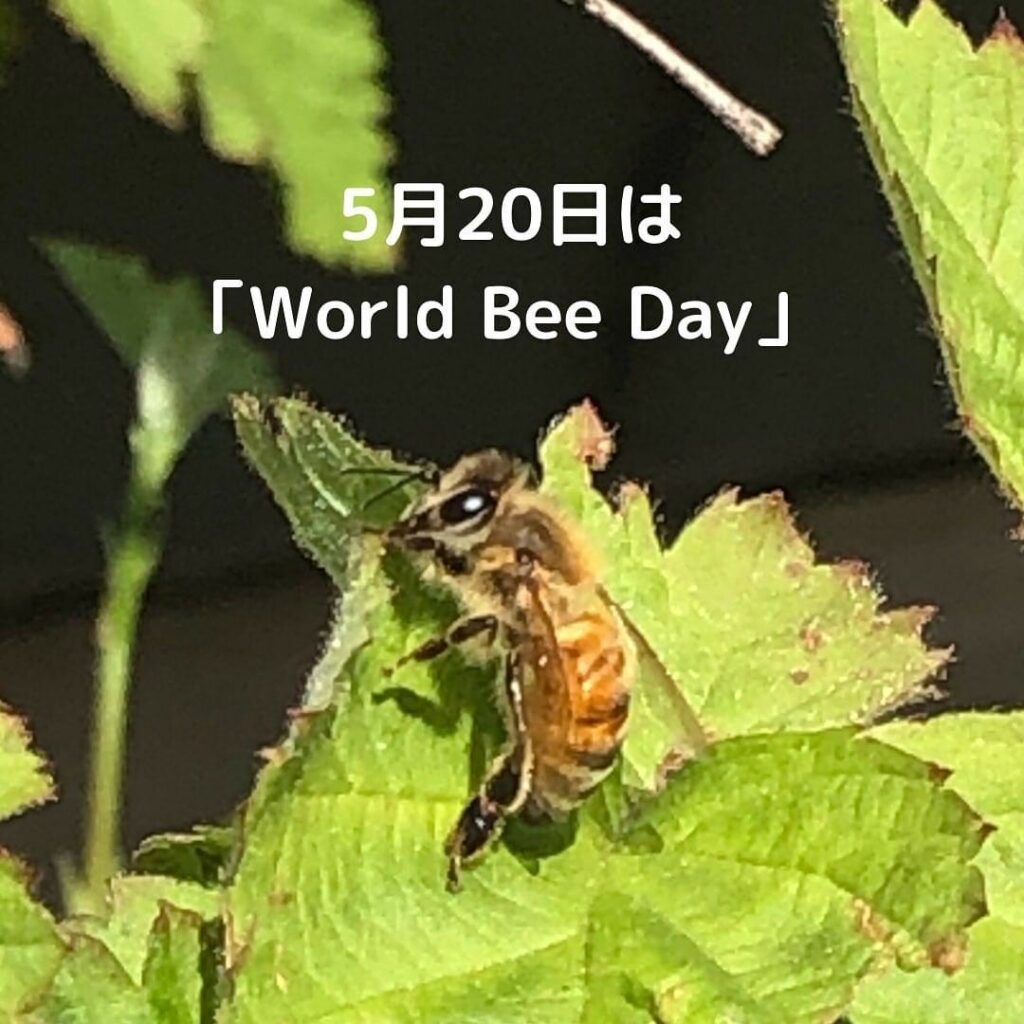 ５月２０日は「World Bee Day」